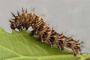 Grey Comma Caterpillar