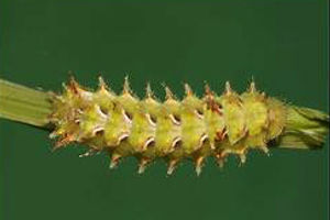 Rapala iarbus caterpillar