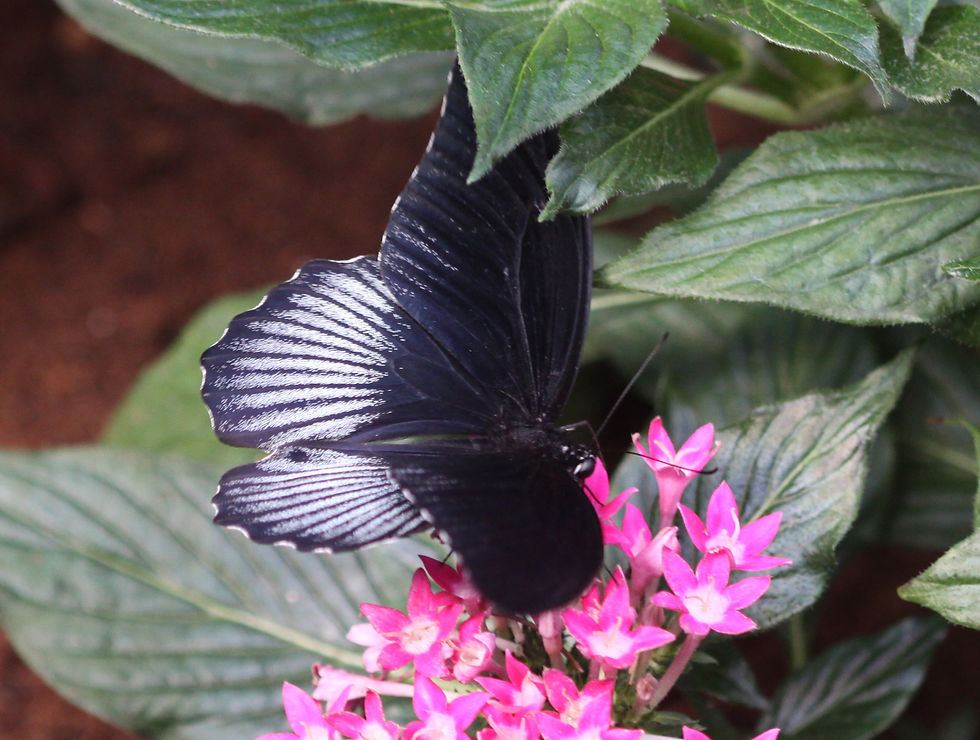 Scarlet Mormons (Dorsal side)