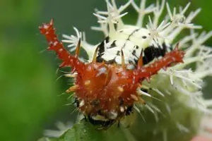 Blomfild's Beauty caterpillar