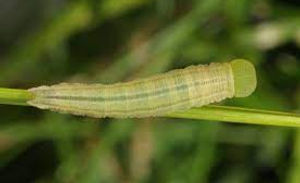 Pearly Heath caterpilar