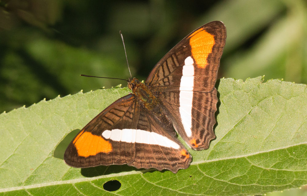 Thessalia Sister Adelpha thessalia indefecta.jpg