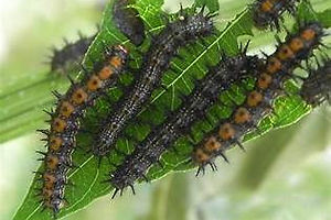Bordered Patch caterpillar