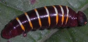 Guava skipper caterpillar