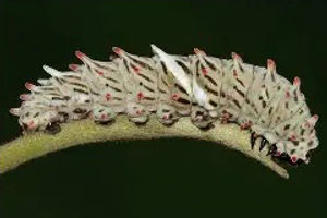 Common Windmill caterpillar
