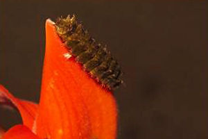 Rapala iarbus caterpillar