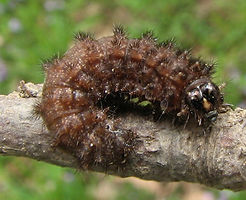 Crescent Butterfly caterpillar