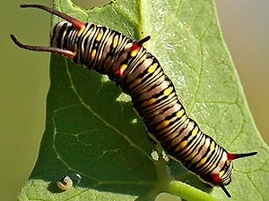 Plain Tiger caterpillar