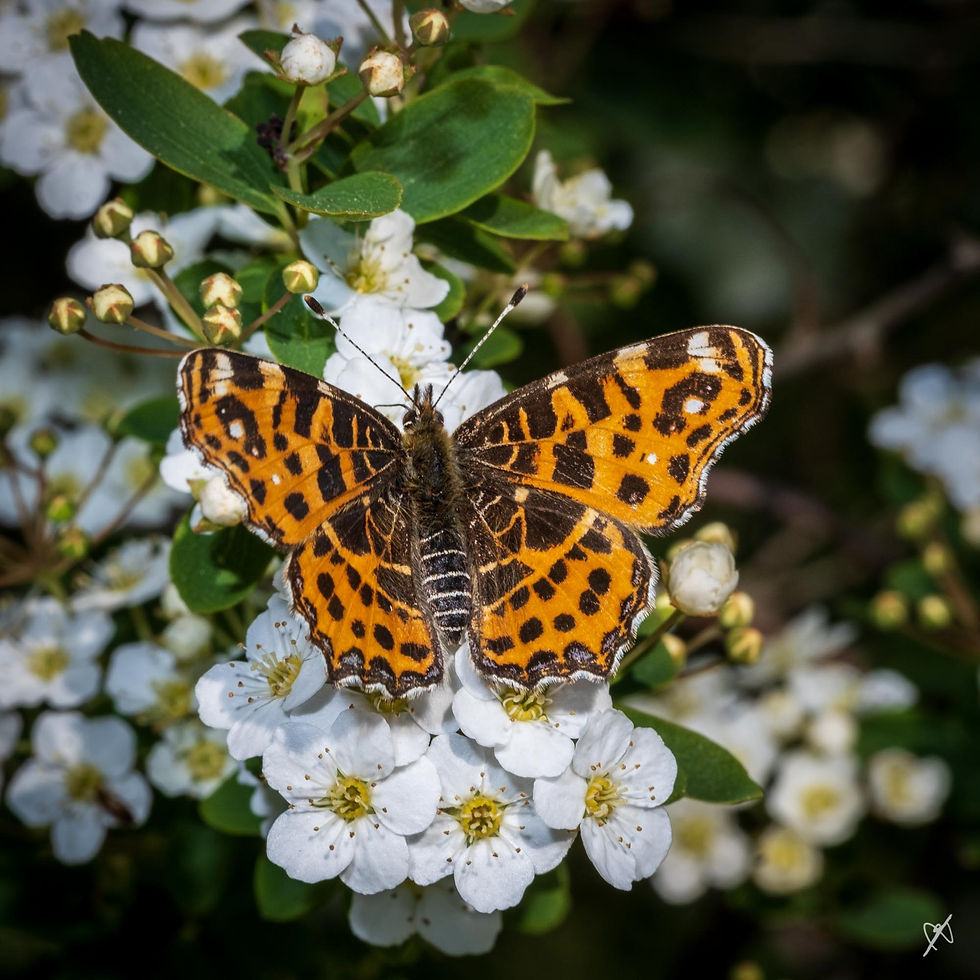 Map Butterfly