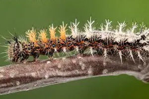 Green Comma caterpillar