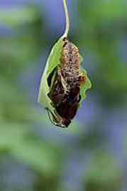 Poplar Admiral chrysalis