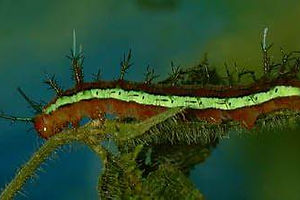 Starry Night Cracker caterpillar