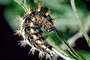Satyr Comma caterpillar