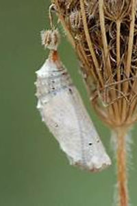 Mangrove Buckeye chrysalis