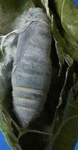 Guava skipper chrysalis