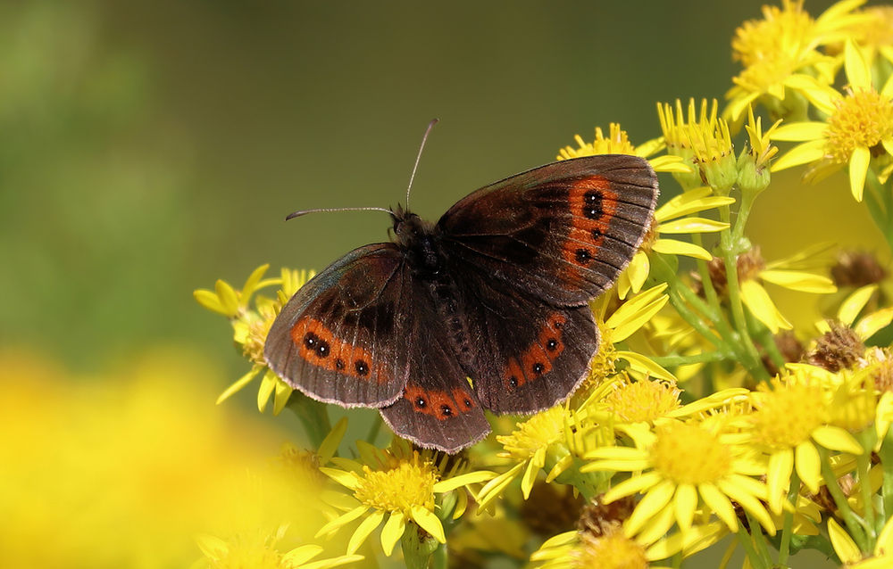 Scotch Argus Erebia aethiops 1.jpg