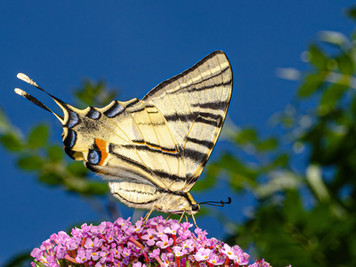 Machaon Swallowtail