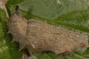 Southern Comma chrysalis