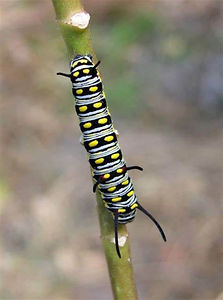 Plain Tiger caterpillar