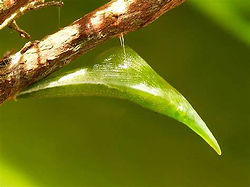 Orange tip crysalis n.jfif