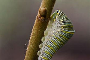 Zebra Swallowtail caterpillar