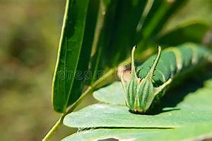 Blue Nawab caterpillar