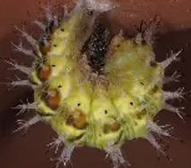 Polygonia Comma caterpillar