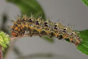 Southern Comma caterpillar