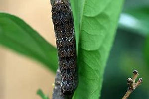 Ruby Spotted Swallowtail caterpillar