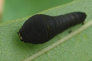 Zebra Swallowtail caterpillar