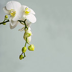 Orchidee