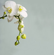 Orchid