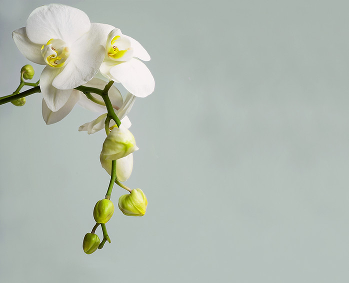 Orquídea