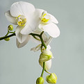 Orchid