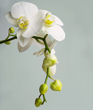 Orchid