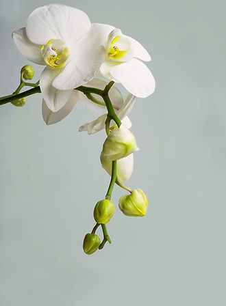 Orchid