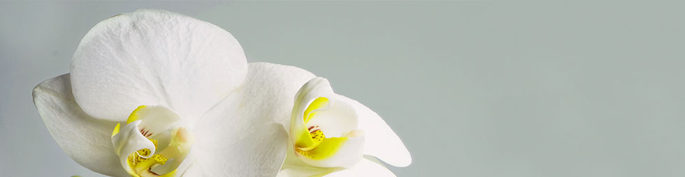Orchid