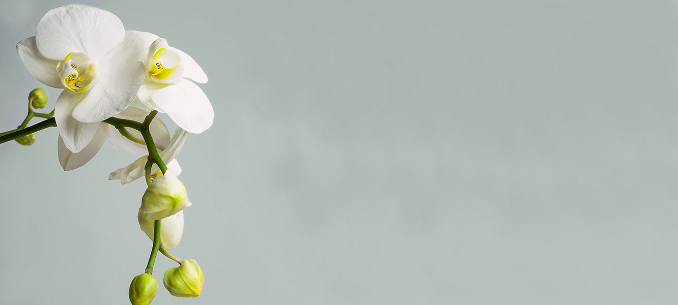 Orchid