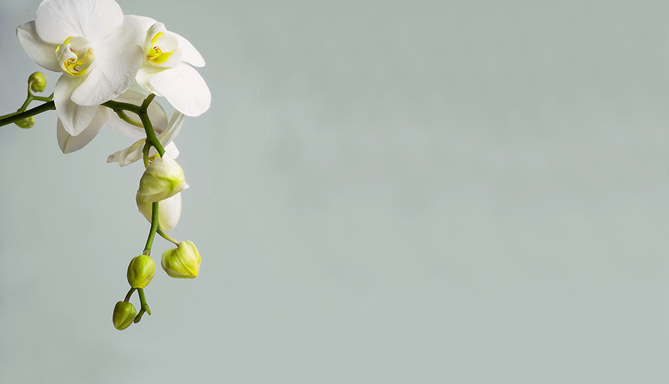 Orchid