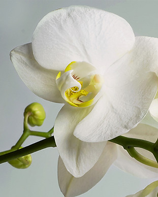 Orchidee