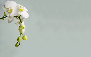 Orchid
