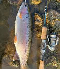 Flatiron trout from shore