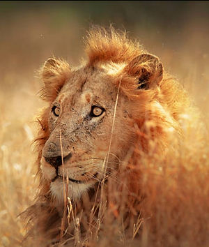 sudafrica2_edited.jpg