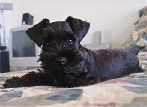 Satchmo%20Puppy_edited.jpg