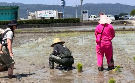 水田で数人が腰をかがめて田植えをする様子。泥水の中に苗が並び、奥に道路や山並み、ピンクの服の人も見える。