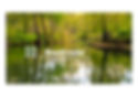Head Spreewald Foto.jpg