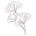 Brown Ginko.png