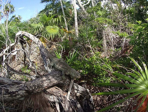iguana-scaled.jpg