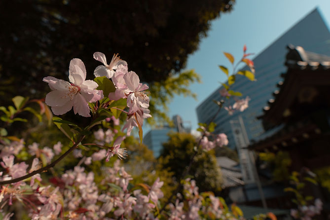 SAKURA_2023-11.jpg