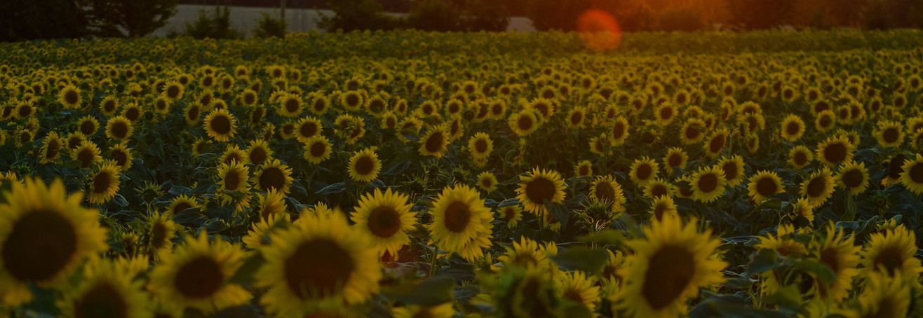 Sunflower%20Field_edited.jpg